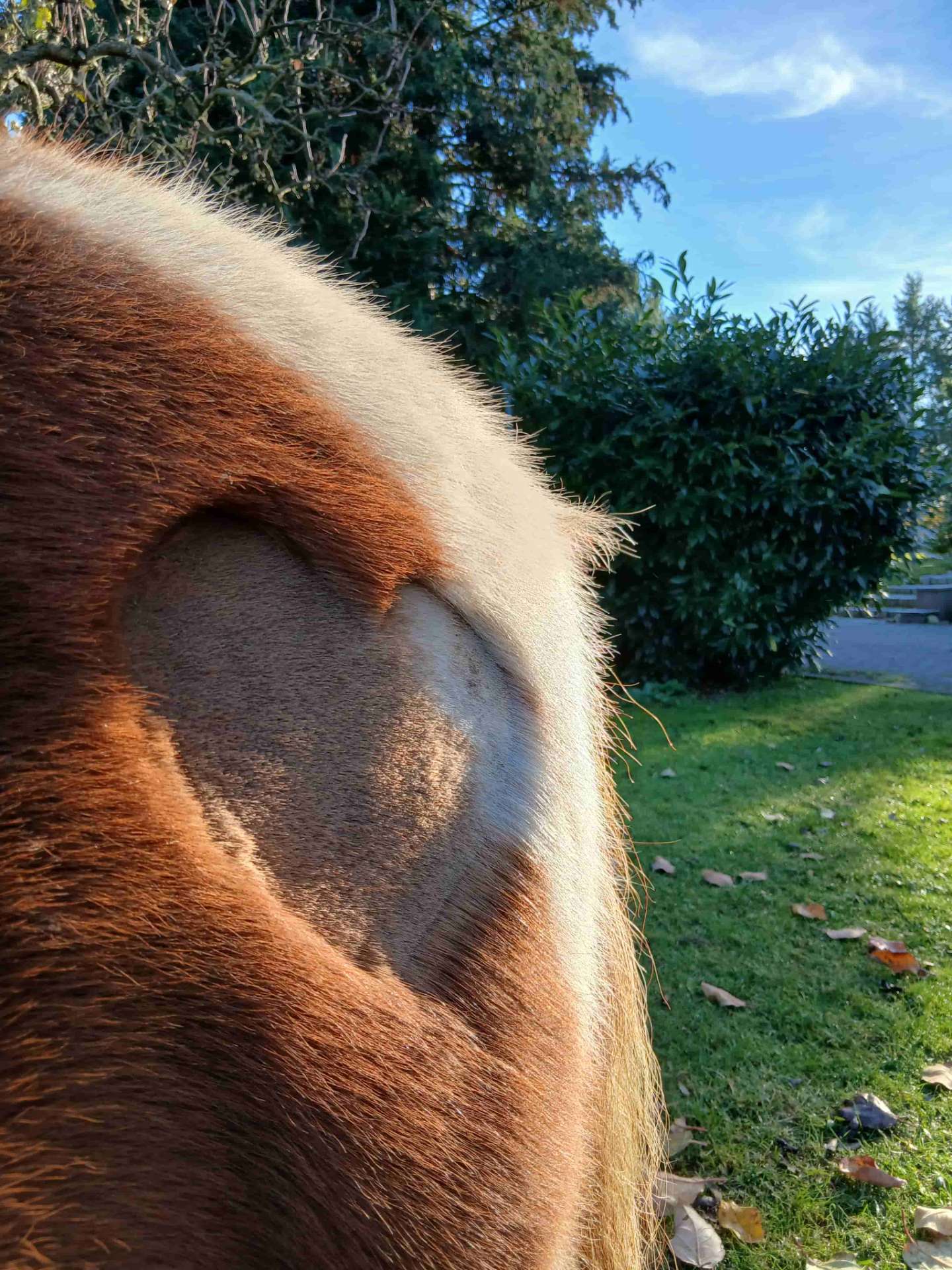 Pferd und Mensch Interaktion