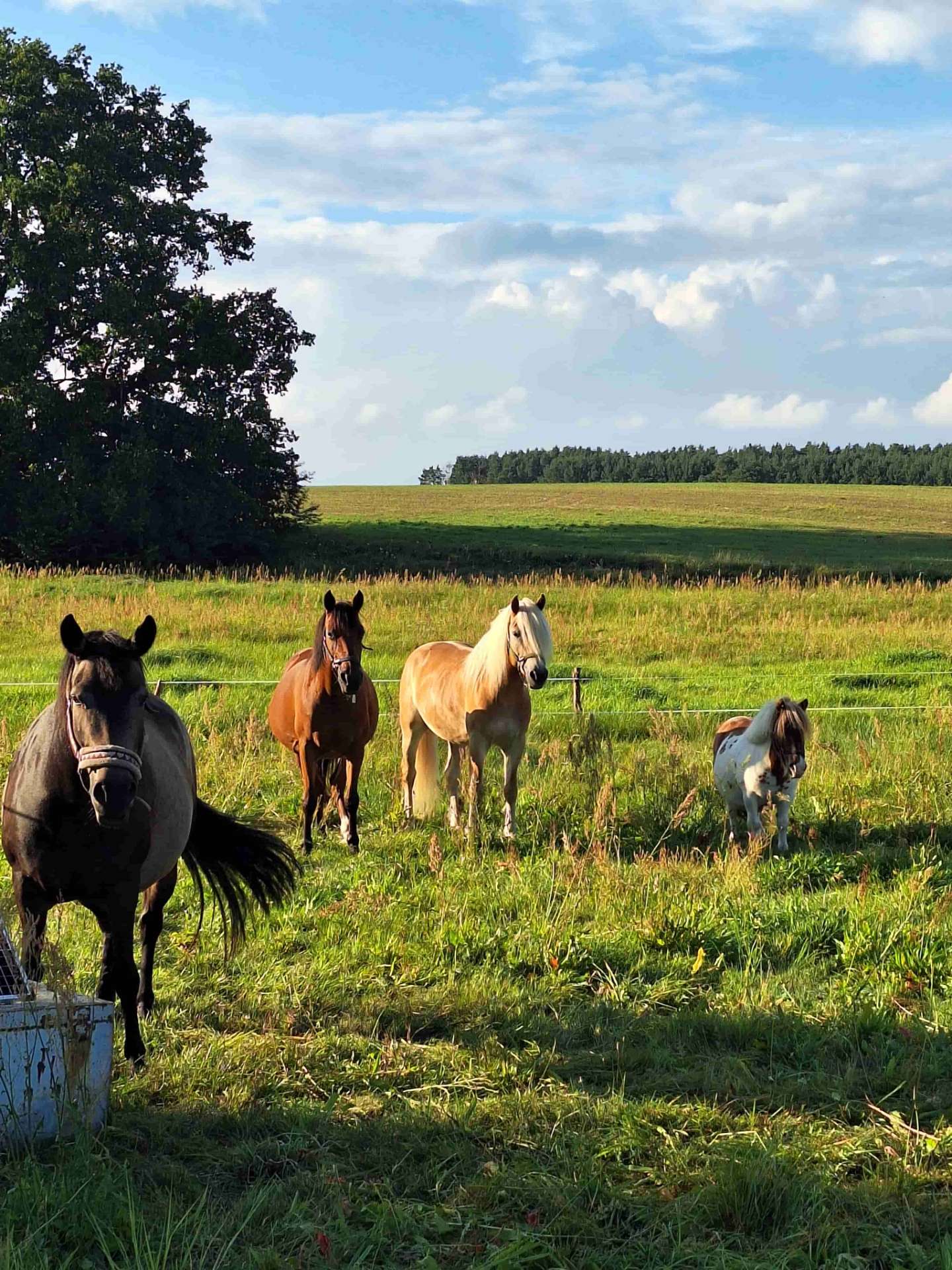 Reittherapie Umgebung